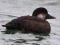 Common Scoter